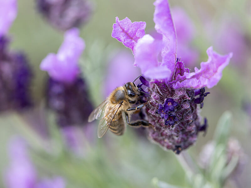 Aroma'O le blog spécialisé en aromathérapie et huiles essentielles - version mobile