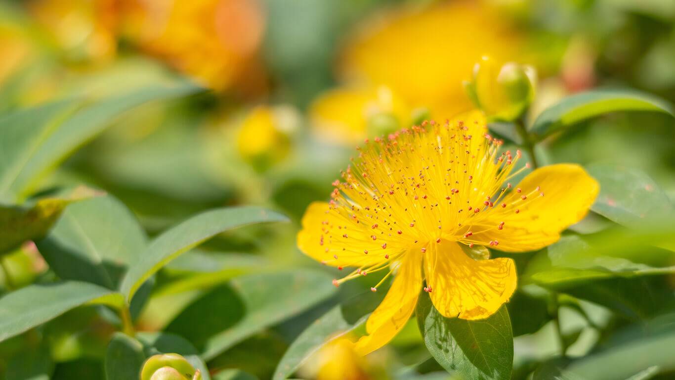 article sur les huiles végétales anti-inflammatoires