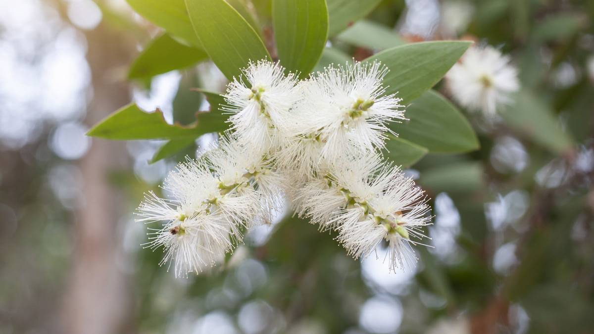 Comment soigner un herpès labial avec les huiles essentielles?