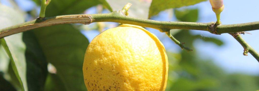 Les bienfaits de la diffusion d’huiles essentielles sur notre santé