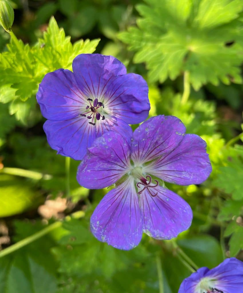 Soulager le psoriasis avec les huiles essentielles