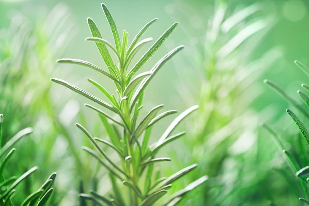 Les différents chémotypes de romarin