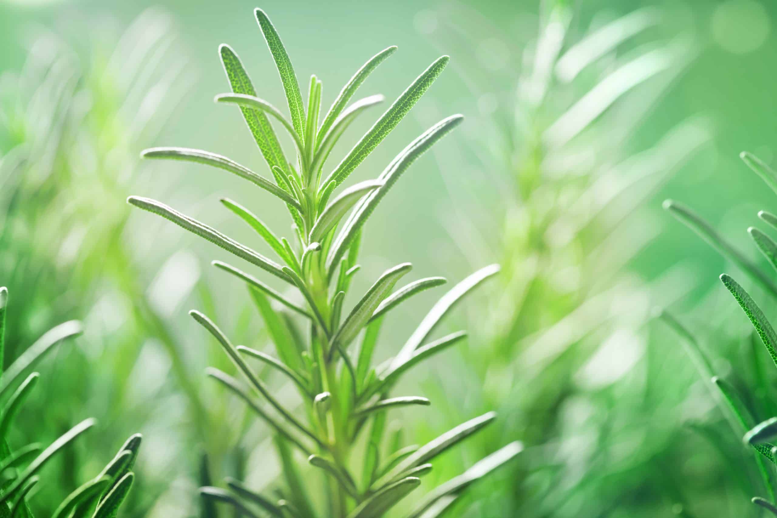 Les différents chémotypes de romarin