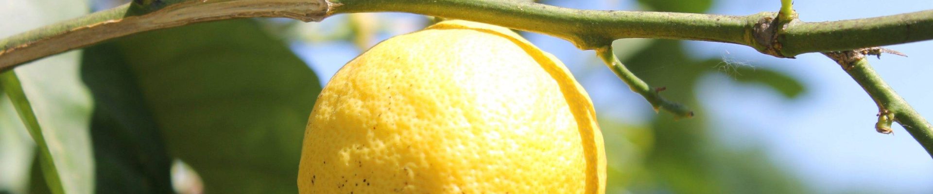 Les bienfaits de la diffusion d’huiles essentielles sur notre santé