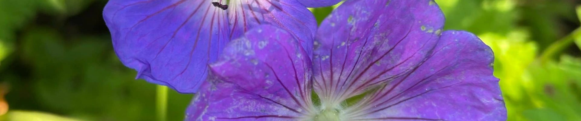 Soulager le psoriasis avec les huiles essentielles