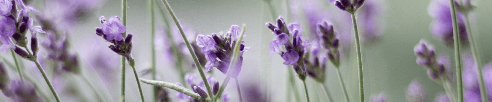 Sérum pour traiter l'acné de manière naturelle avec l'aromathérapie