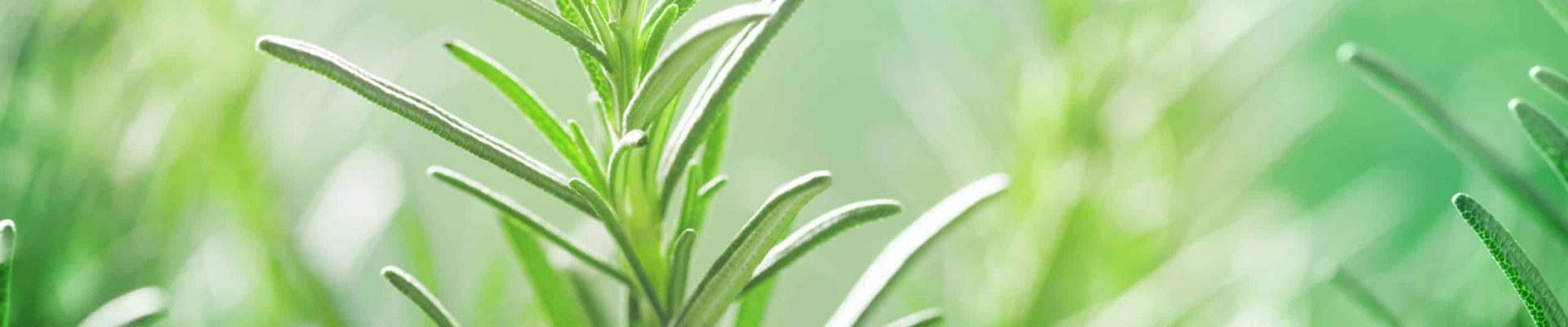 Les différents chémotypes de romarin