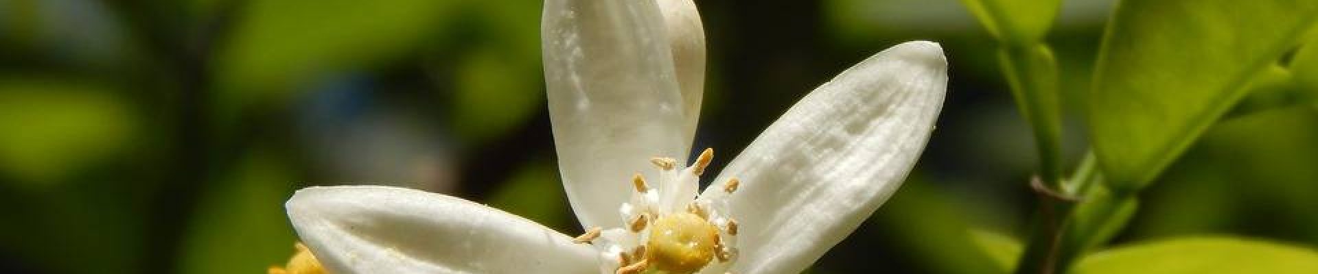 Le bigaradier: un arbre pour 3 huiles essentielles