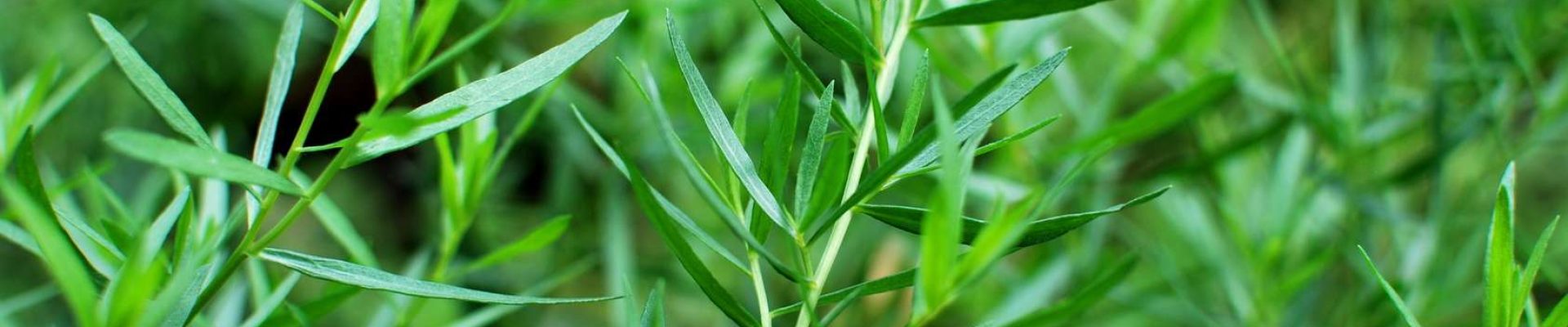 Les huiles essentielles contre les allergies saisonnières