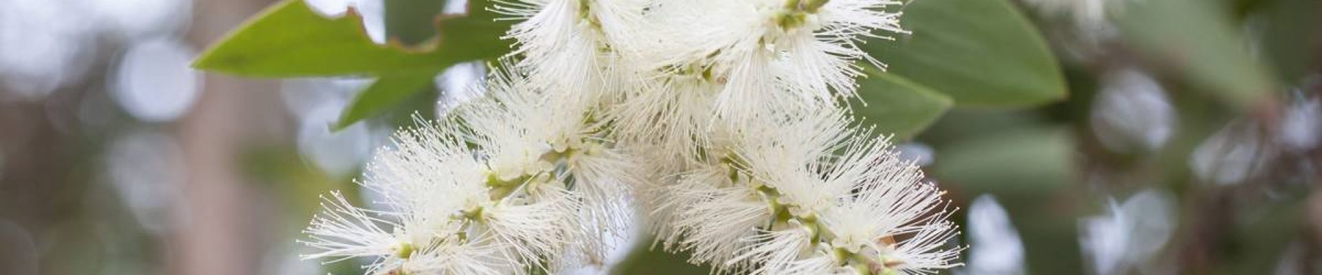 Comment soigner un herpès labial avec les huiles essentielles?