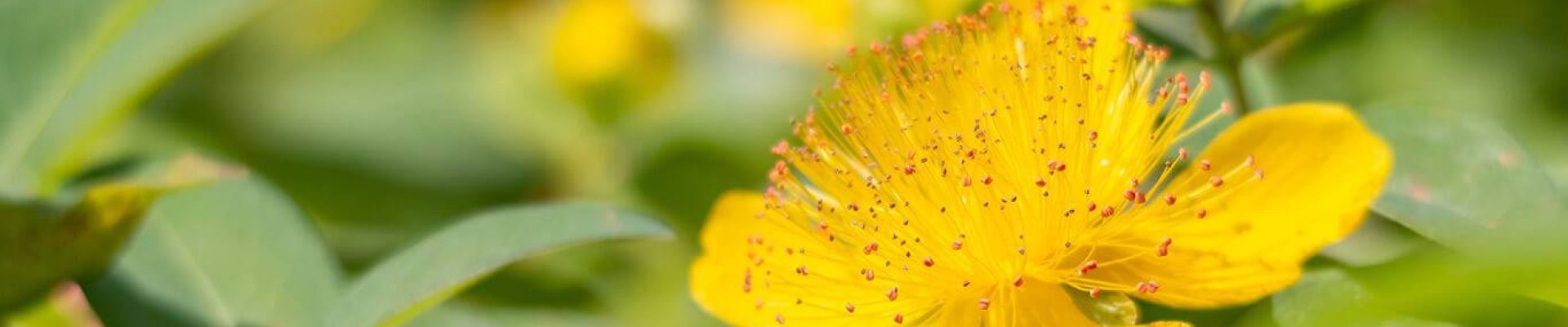 article sur les huiles végétales anti-inflammatoires